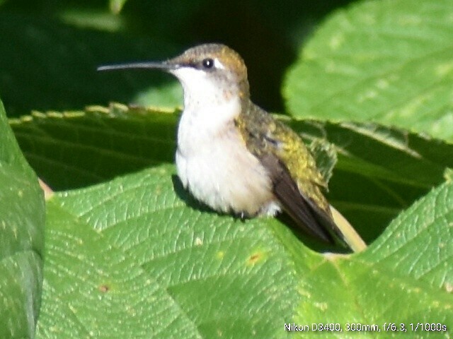 Colibri à gorge rubis - ML65942861