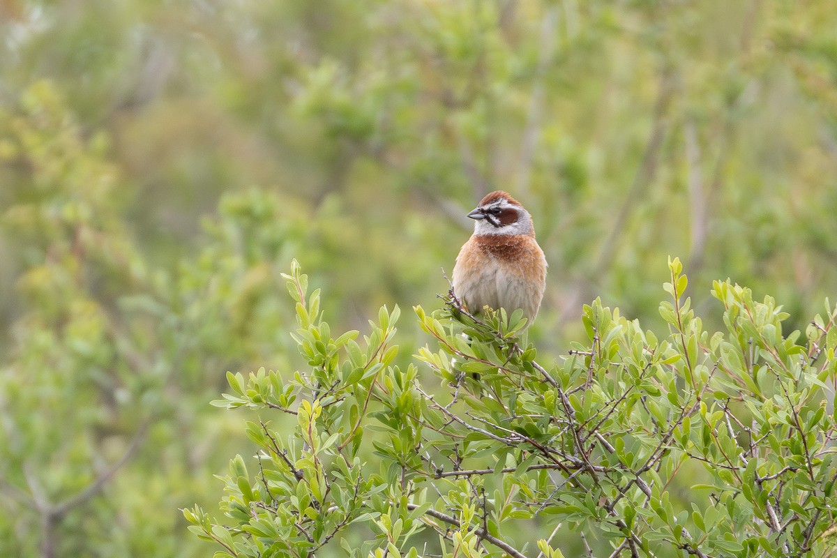 Meadow Bunting - ML659428714