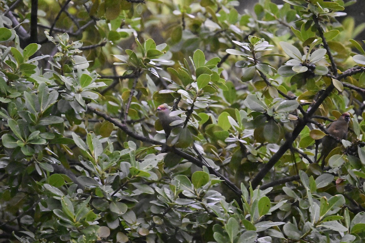 Red-faced Mousebird - ML659428865