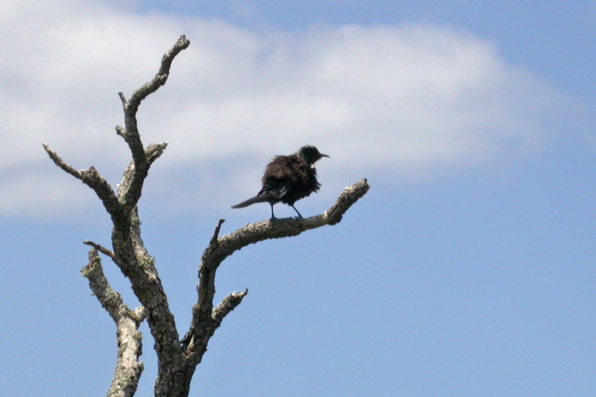 Tui - ML659429133