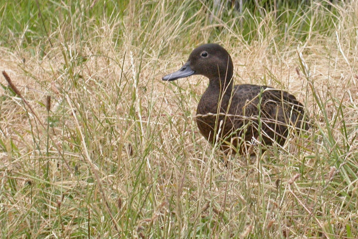Brown Teal - ML659429138