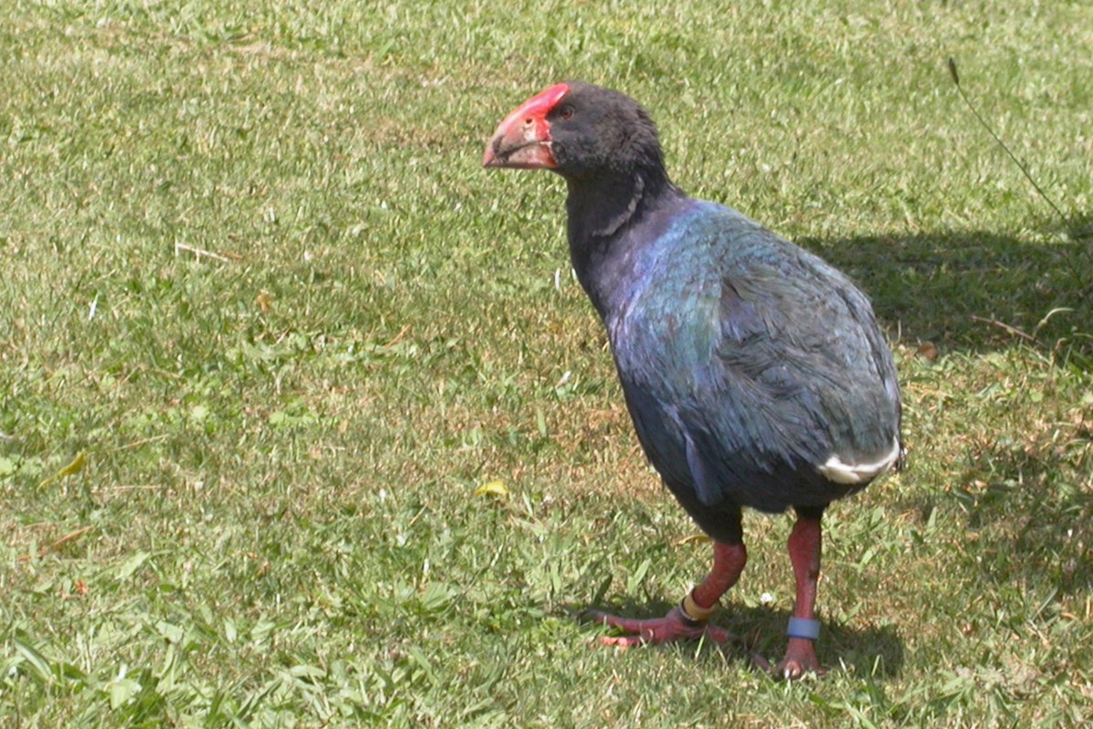 South Island Takahe - ML659429143