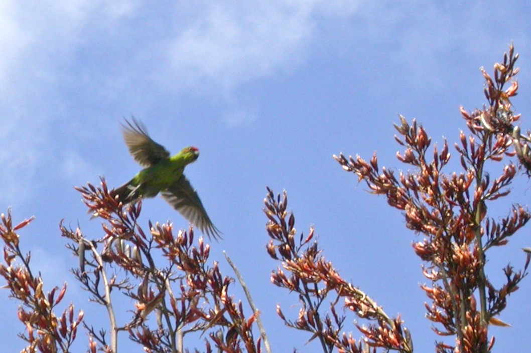 Red-crowned Parakeet - ML659429155