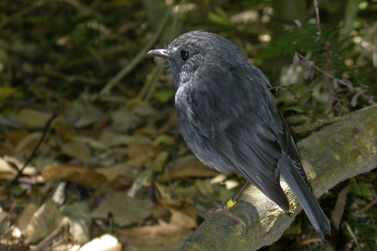 North Island Robin - ML659429158