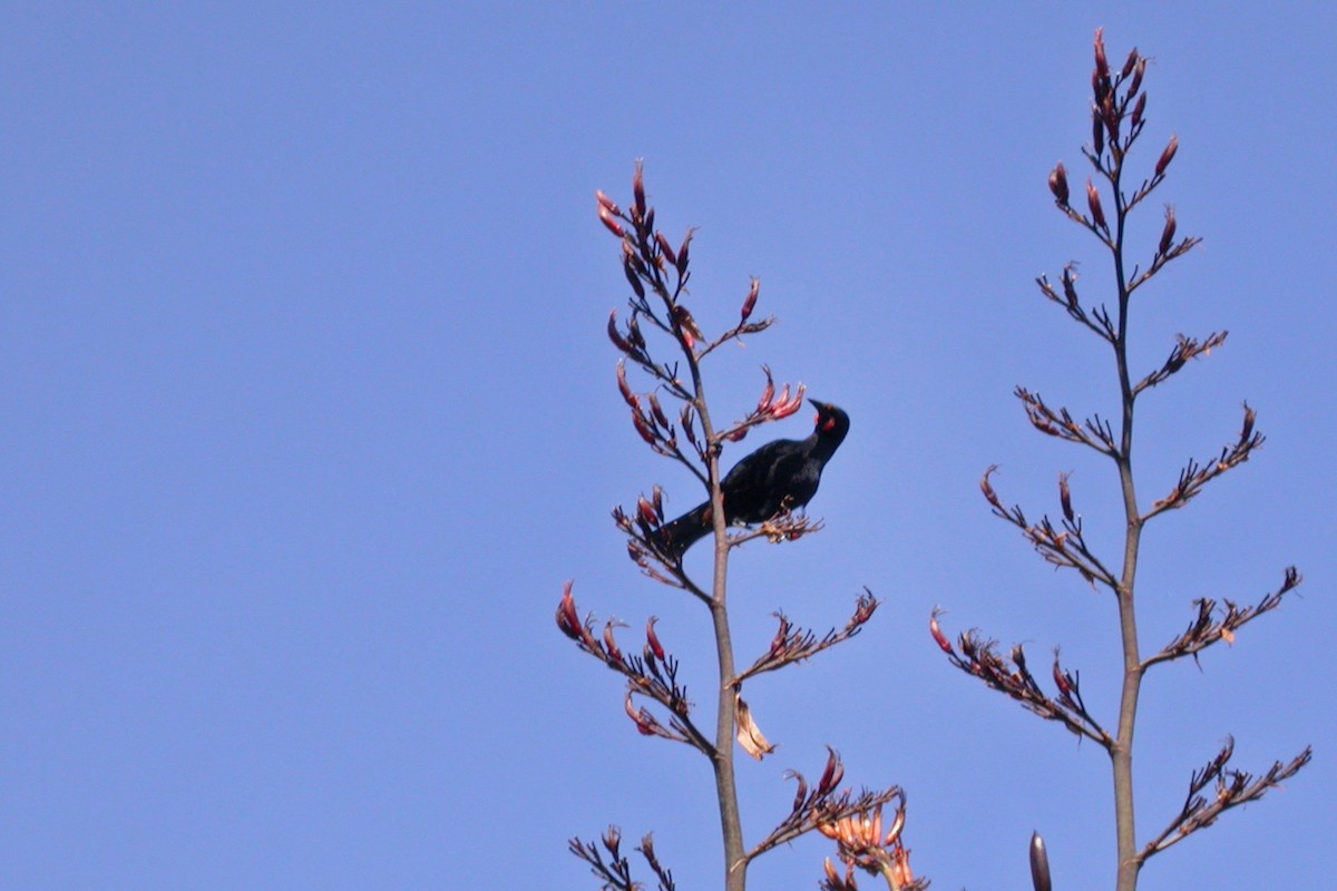North Island Saddleback - ML659429162