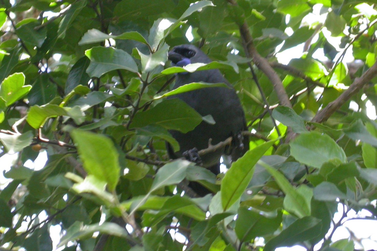 North Island Kokako - ML659429165