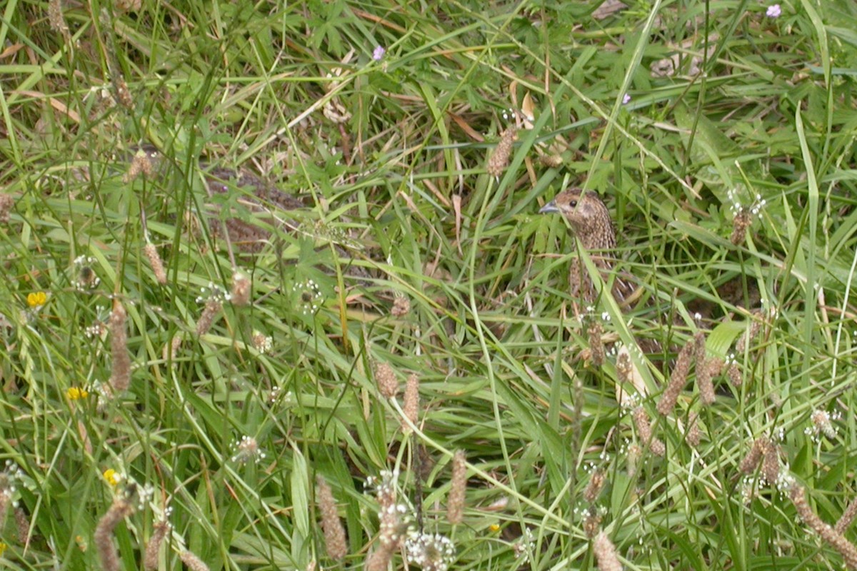 Brown Quail - ML659429177