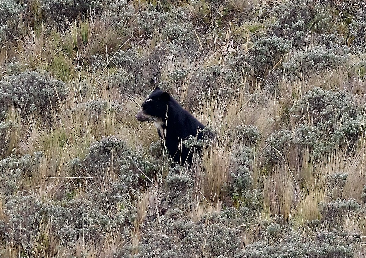 Spectacled Bear - ML659429239