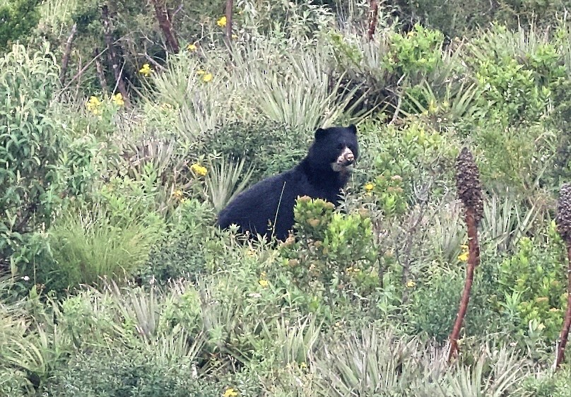 Spectacled Bear - ML659429241