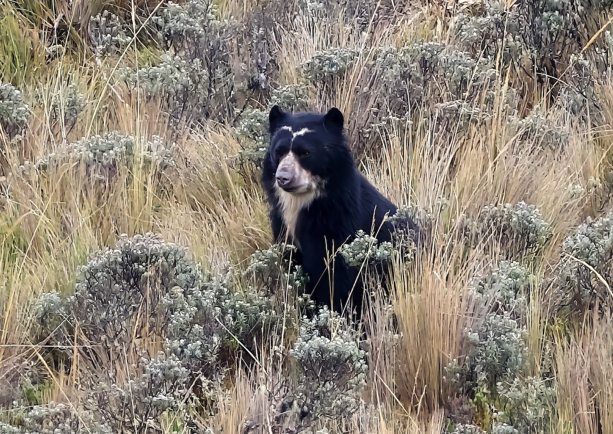 Spectacled Bear - ML659429242