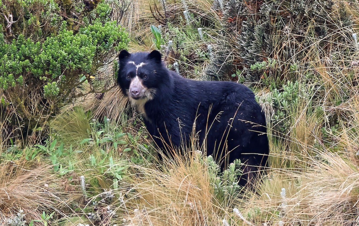 Spectacled Bear - ML659429243