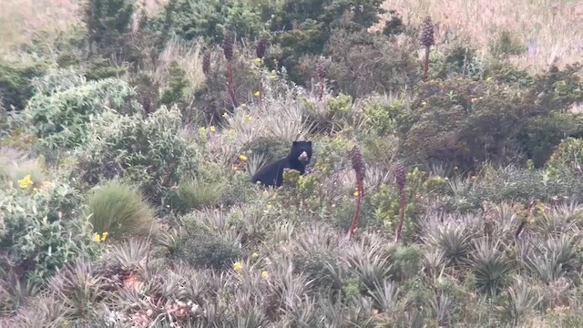 Spectacled Bear - ML659429250