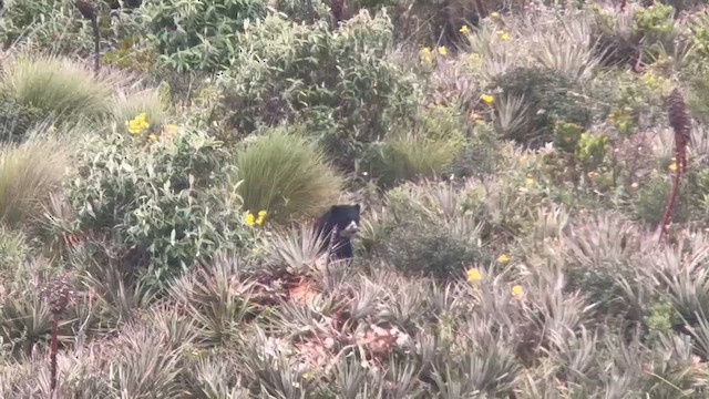 Spectacled Bear - ML659429258