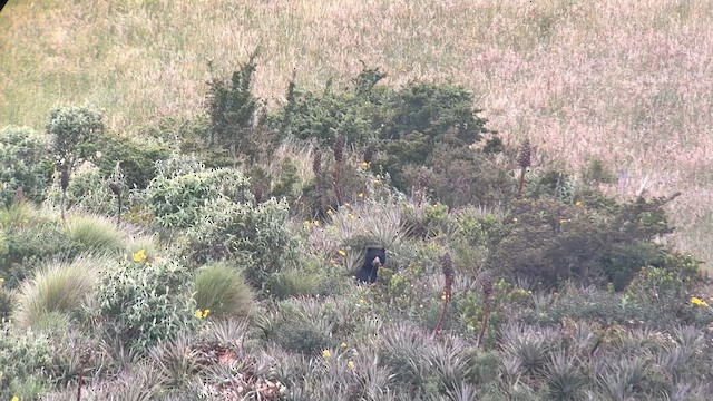 Spectacled Bear - ML659429264