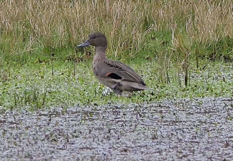 Andean Teal - ML659429436