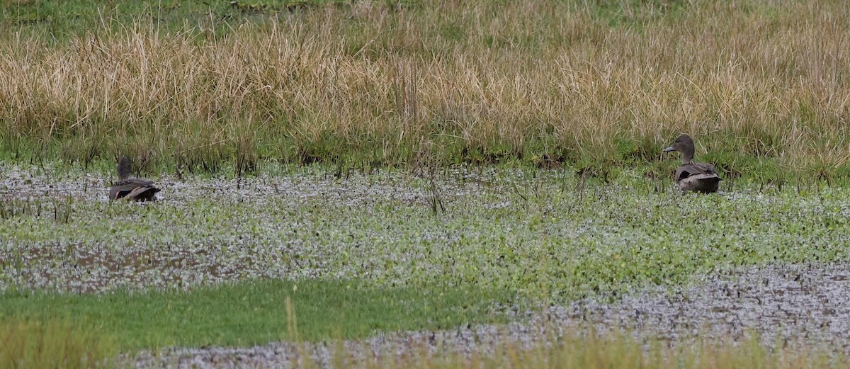 Andean Teal - ML659429437