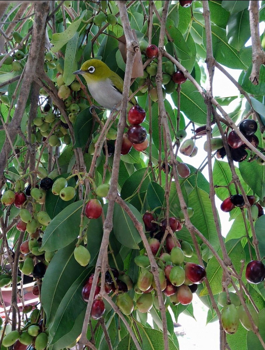 Indian White-eye - ML659429540
