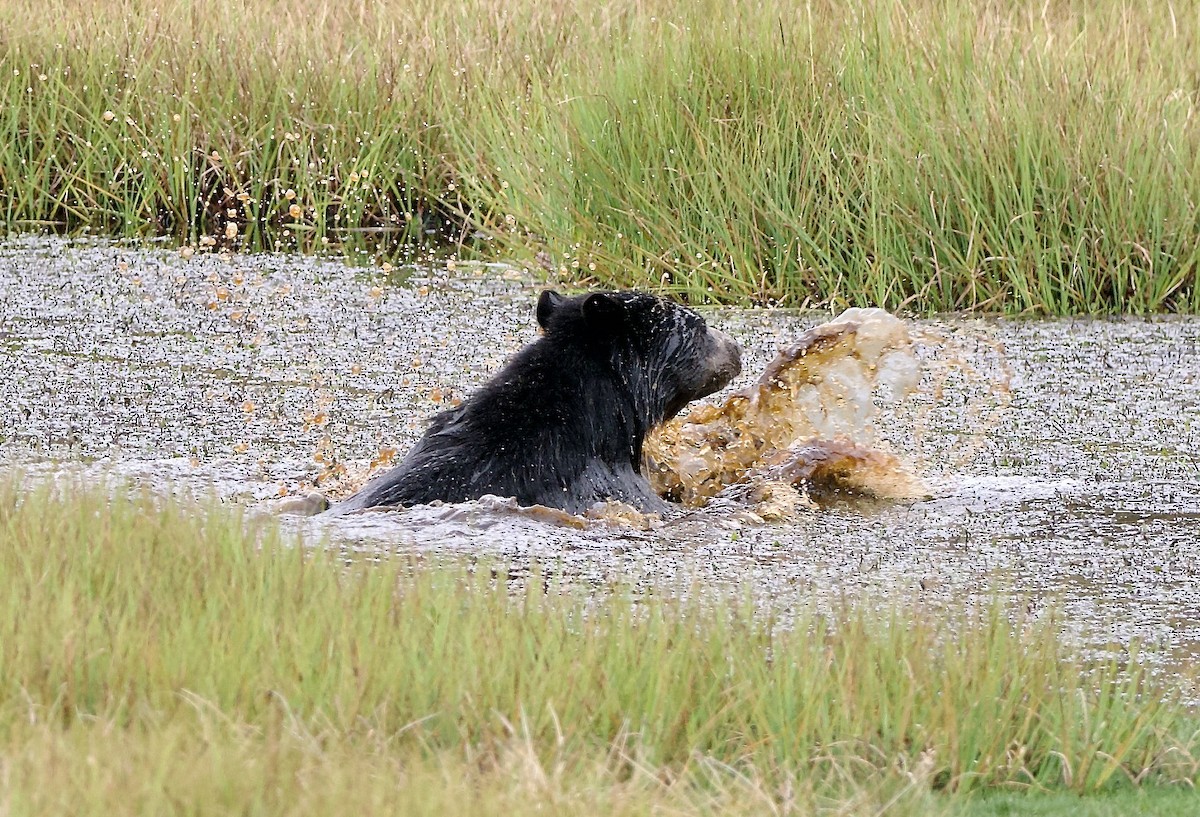 Spectacled Bear - ML659429604