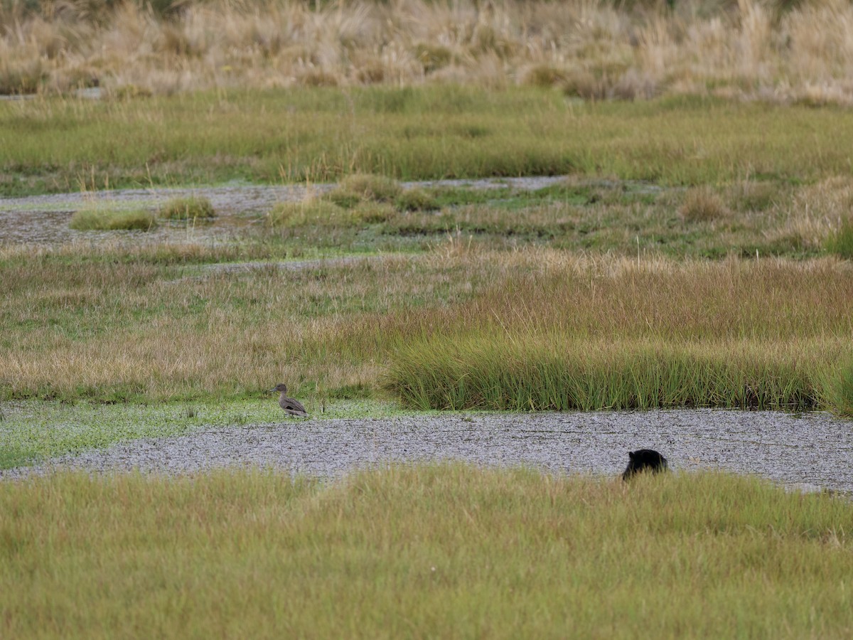 Spectacled Bear - ML659429605
