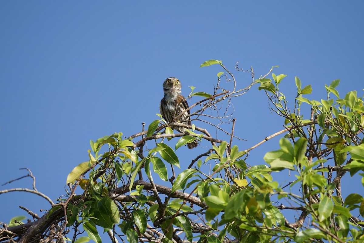 Ferruginous Pygmy-Owl - ML659429688