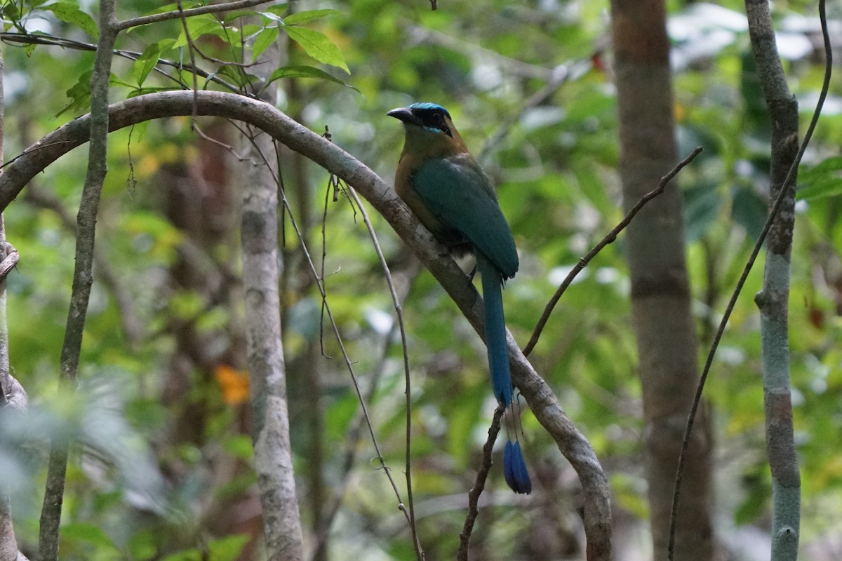 Lesson's Motmot - ML659429715