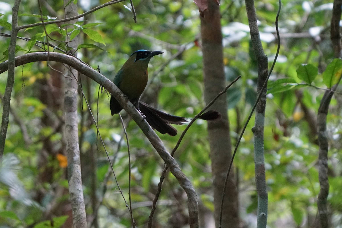 Lesson's Motmot - ML659429717