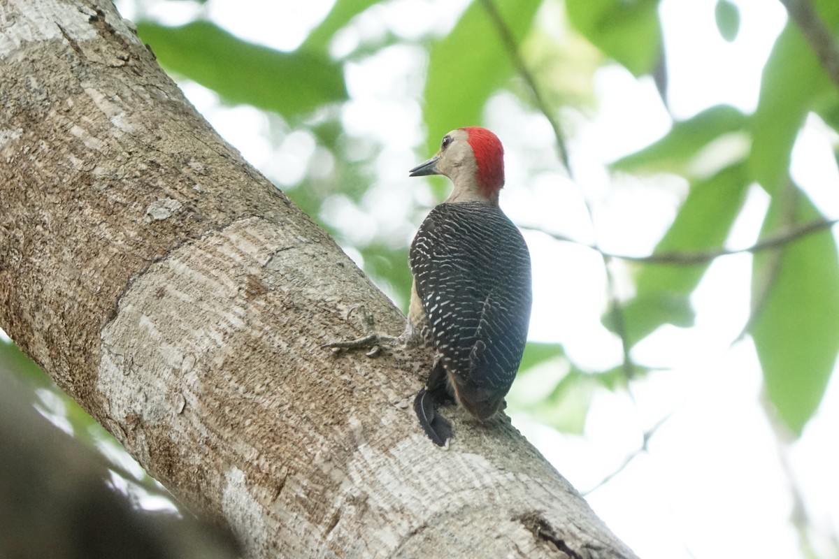 Golden-fronted Woodpecker - ML659429723
