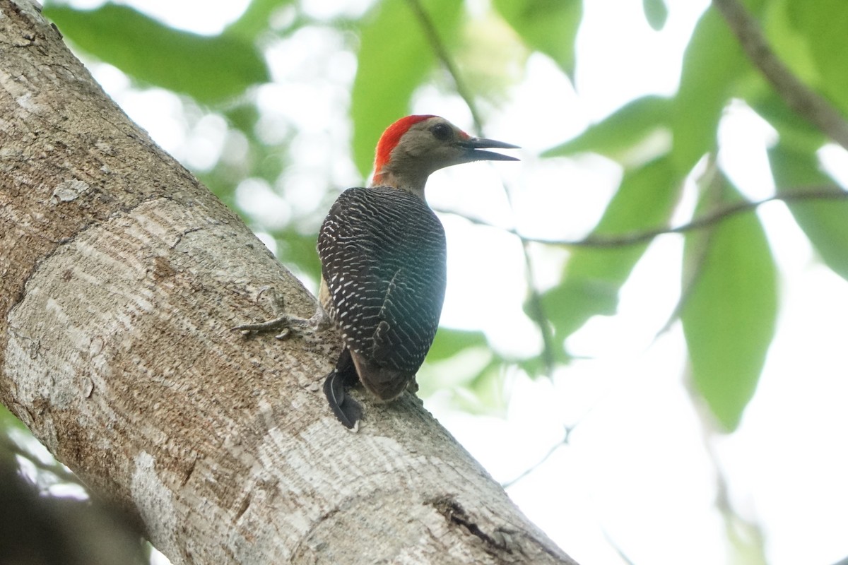 Golden-fronted Woodpecker - ML659429724