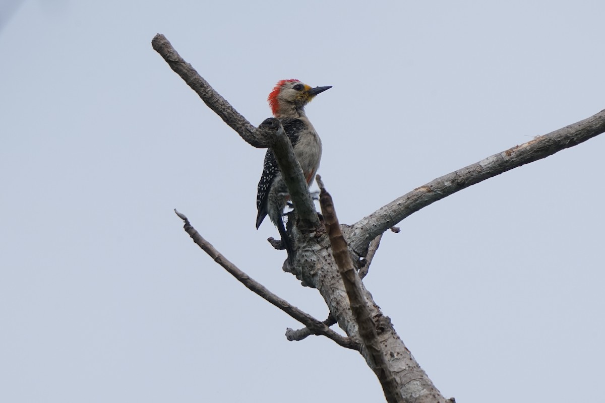 Yucatan Woodpecker - ML659429759