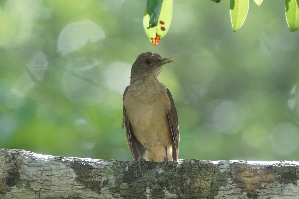 Clay-colored Thrush - ML659429775