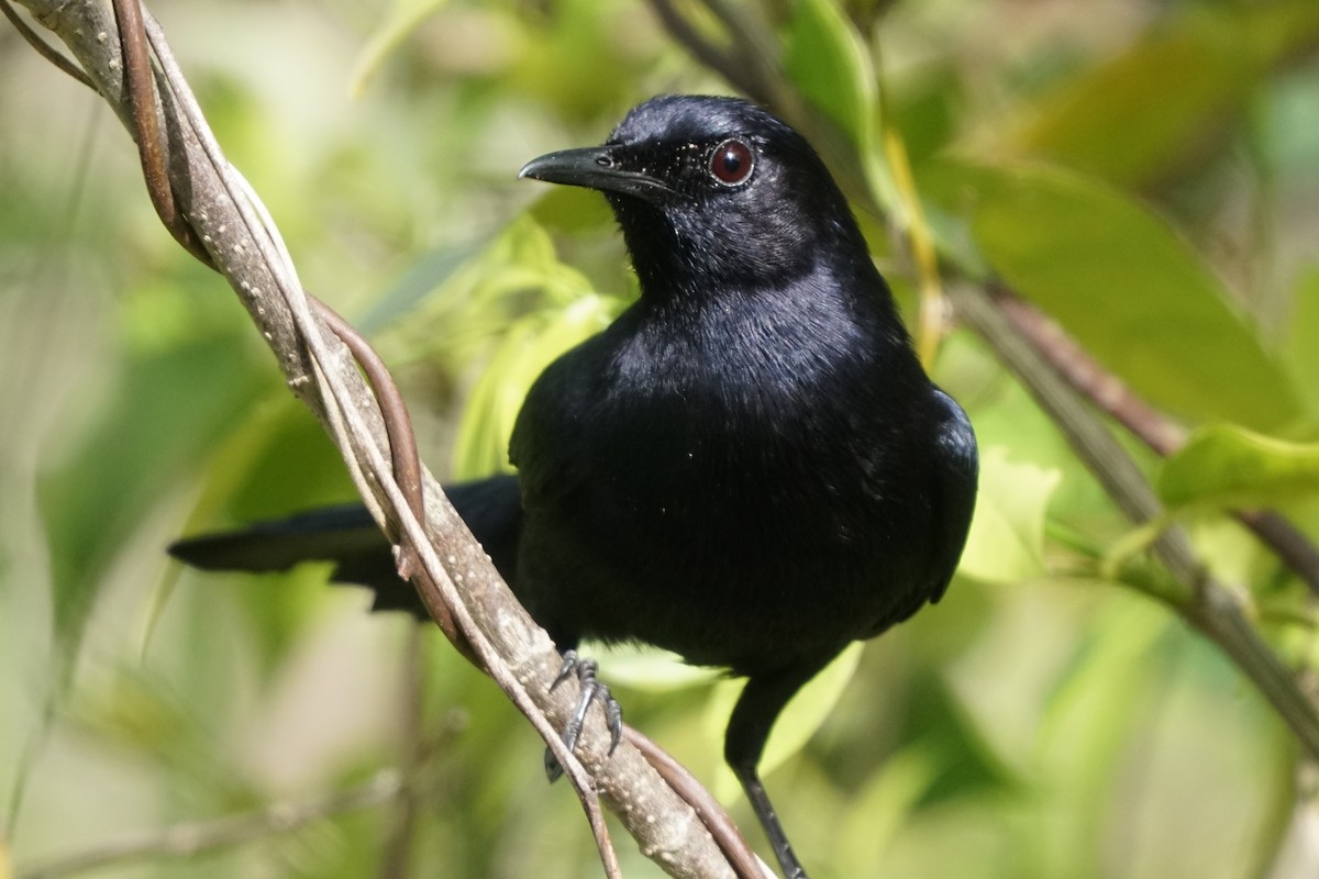 Black Catbird - ML659429796