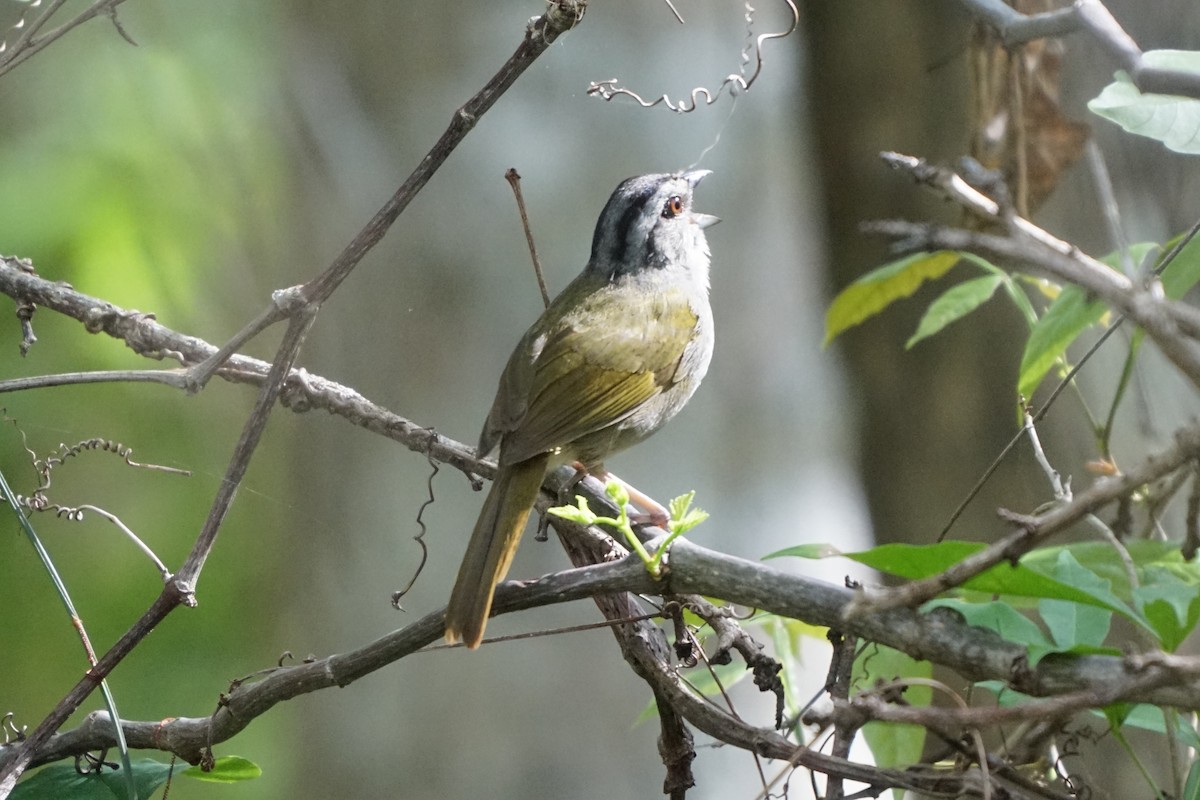 Green-backed Sparrow - ML659429800