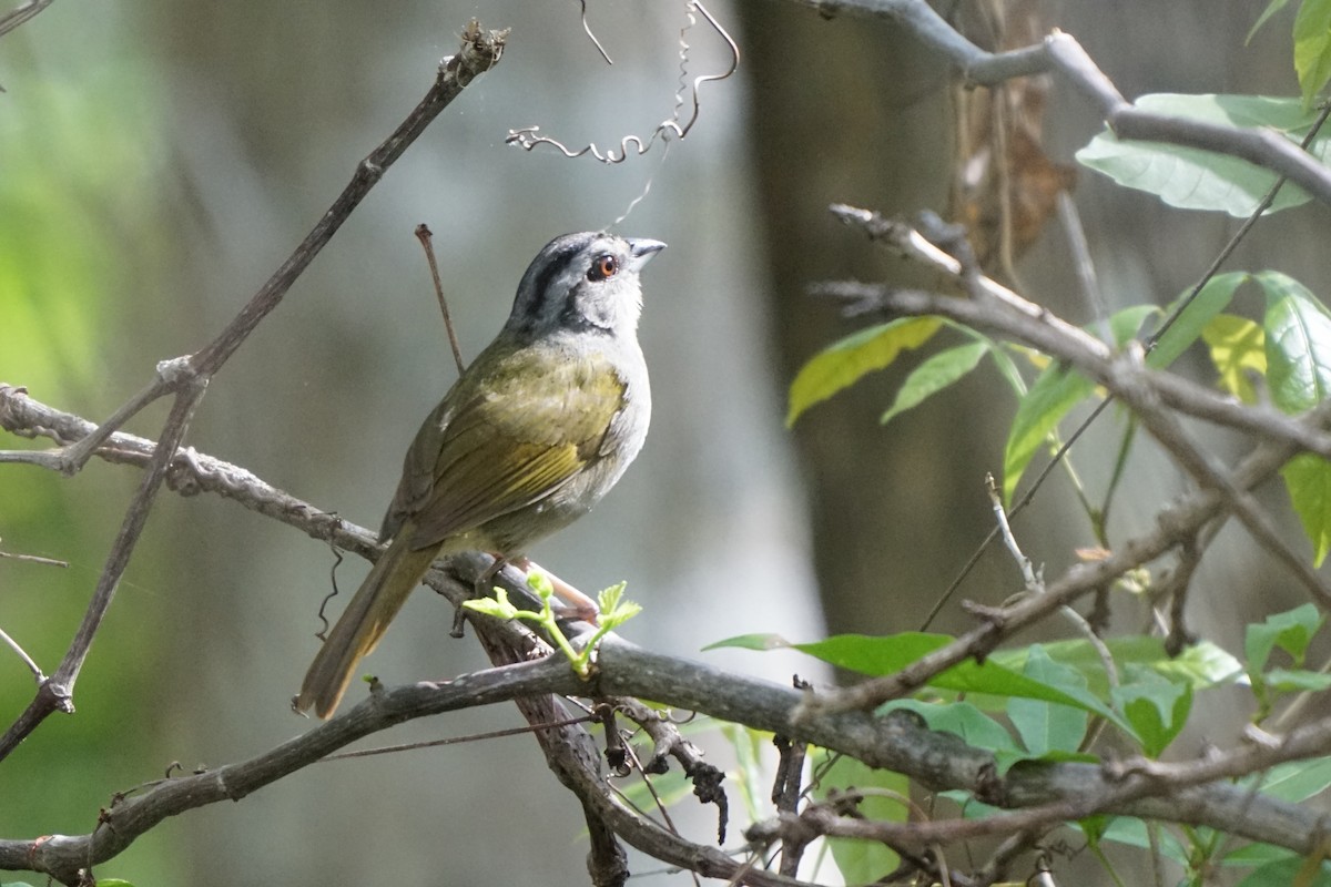 Green-backed Sparrow - ML659429801