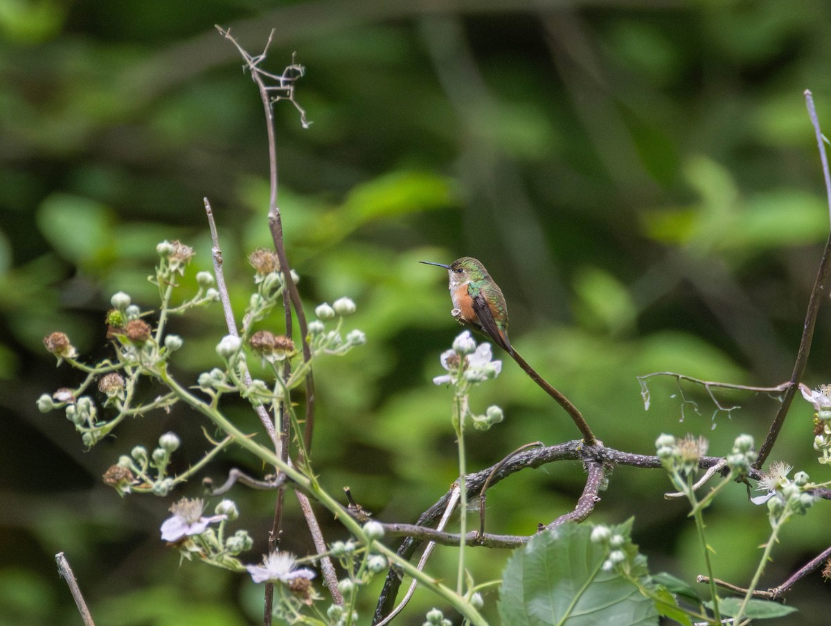 rødkolibri - ML659430109