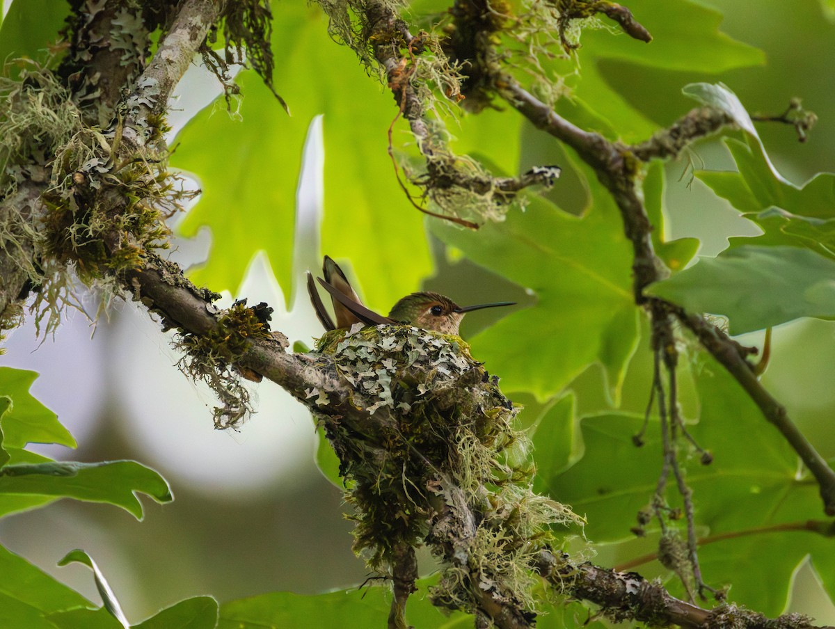 rødkolibri - ML659430111