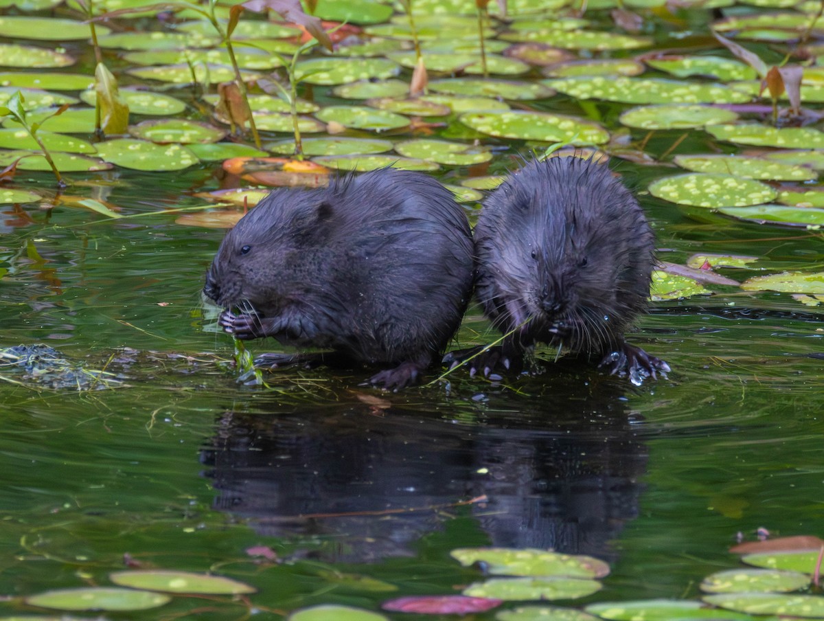 Muskrat - ML659430200