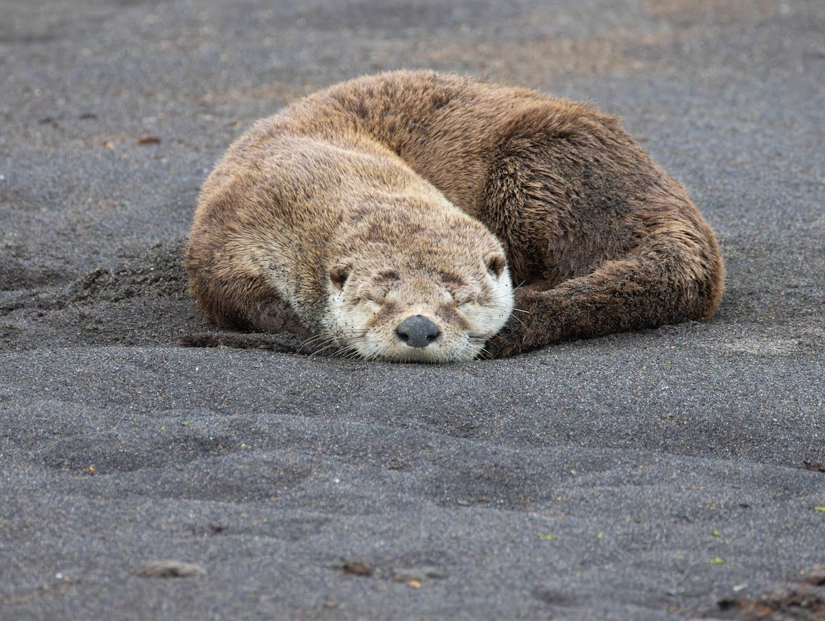 North American River Otter - ML659430201