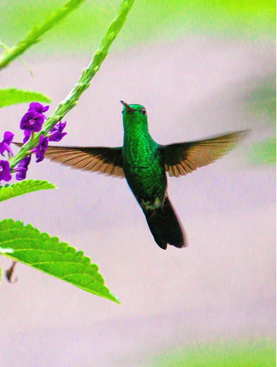 Blue-vented Hummingbird - Dan Tallman