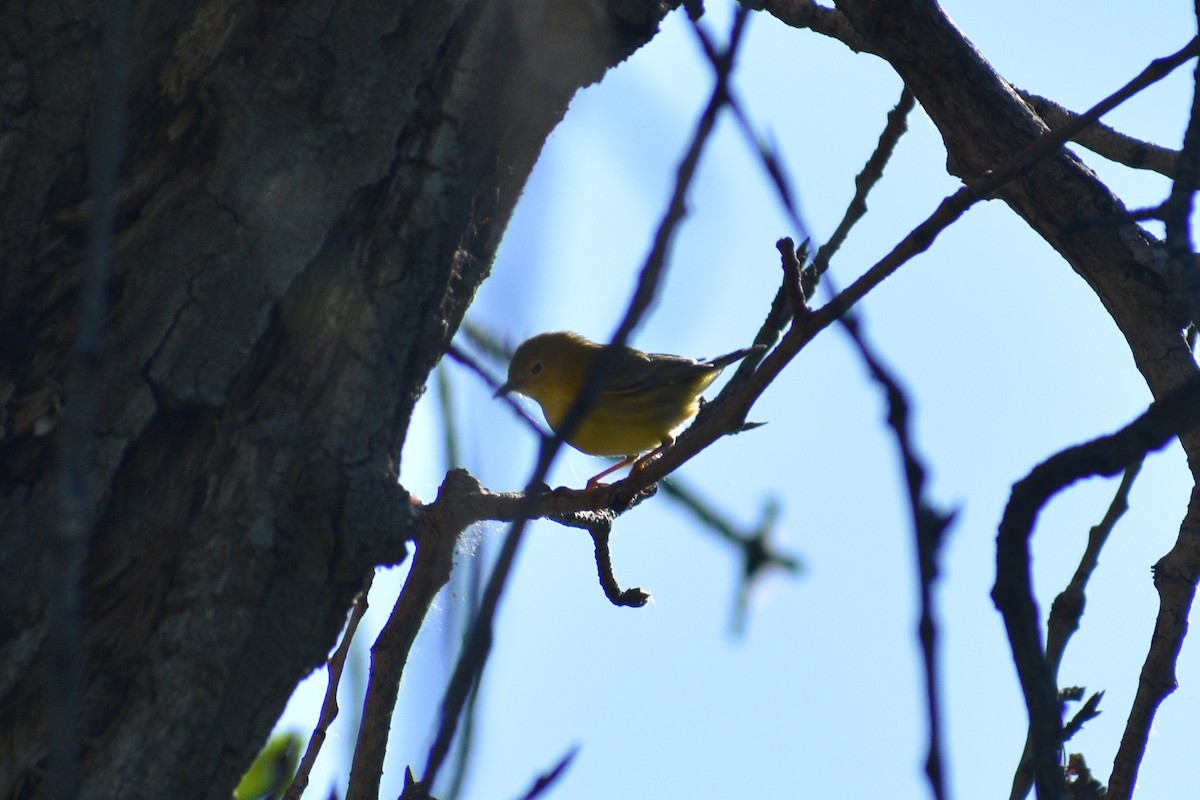 Goldwaldsänger - ML659431095