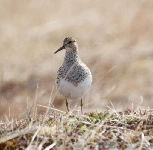 Pectoral Sandpiper - ML659431210