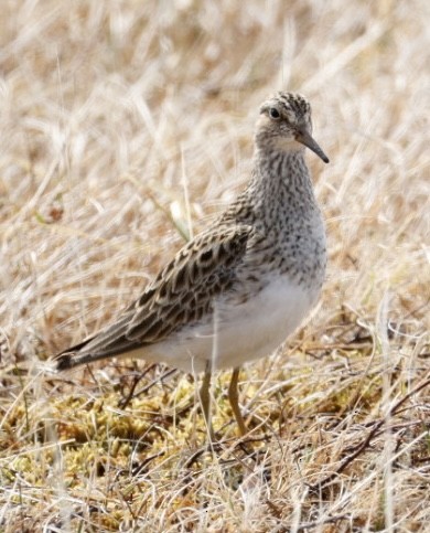 Pectoral Sandpiper - ML659431211