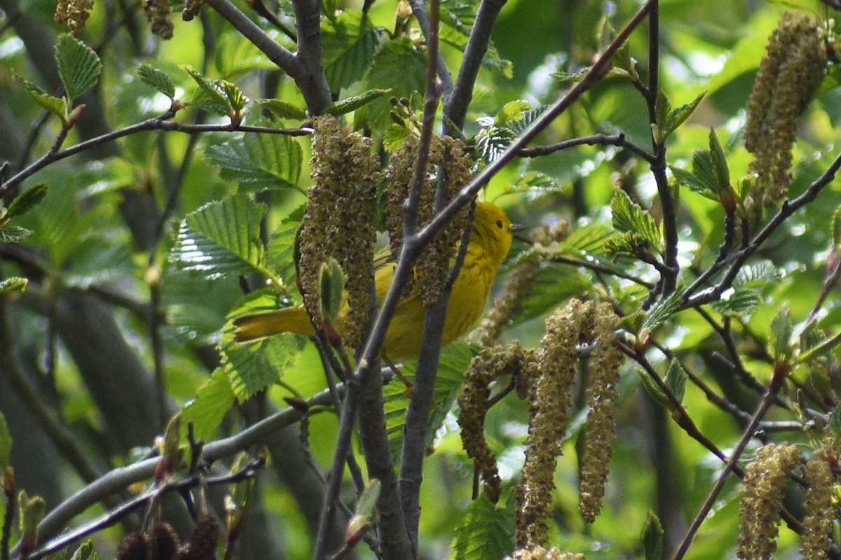 Goldwaldsänger - ML659431519