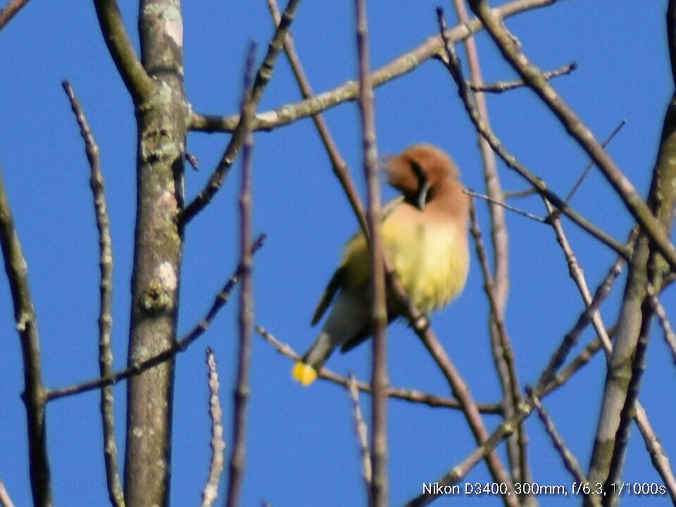 Cedar Waxwing - ML65943271