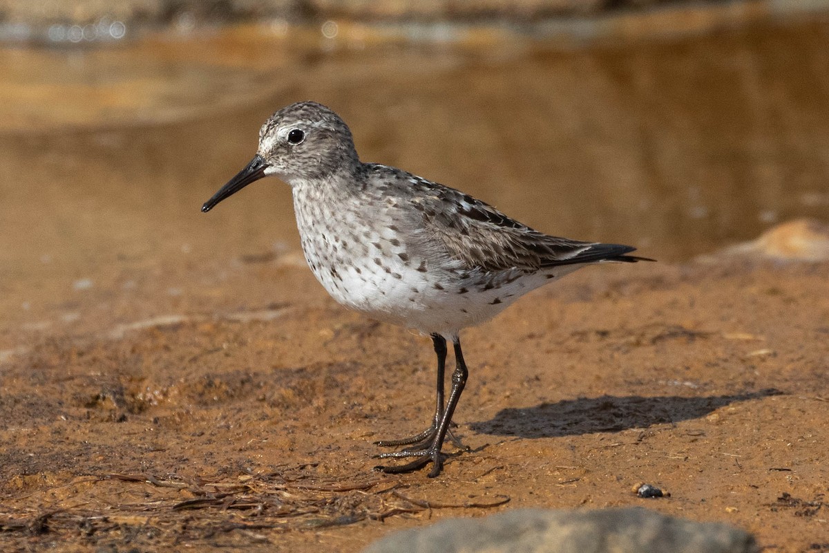 Weißbürzel-Strandläufer - ML659432970