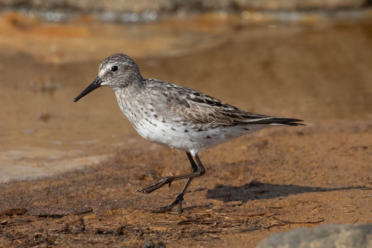 Weißbürzel-Strandläufer - ML659432972