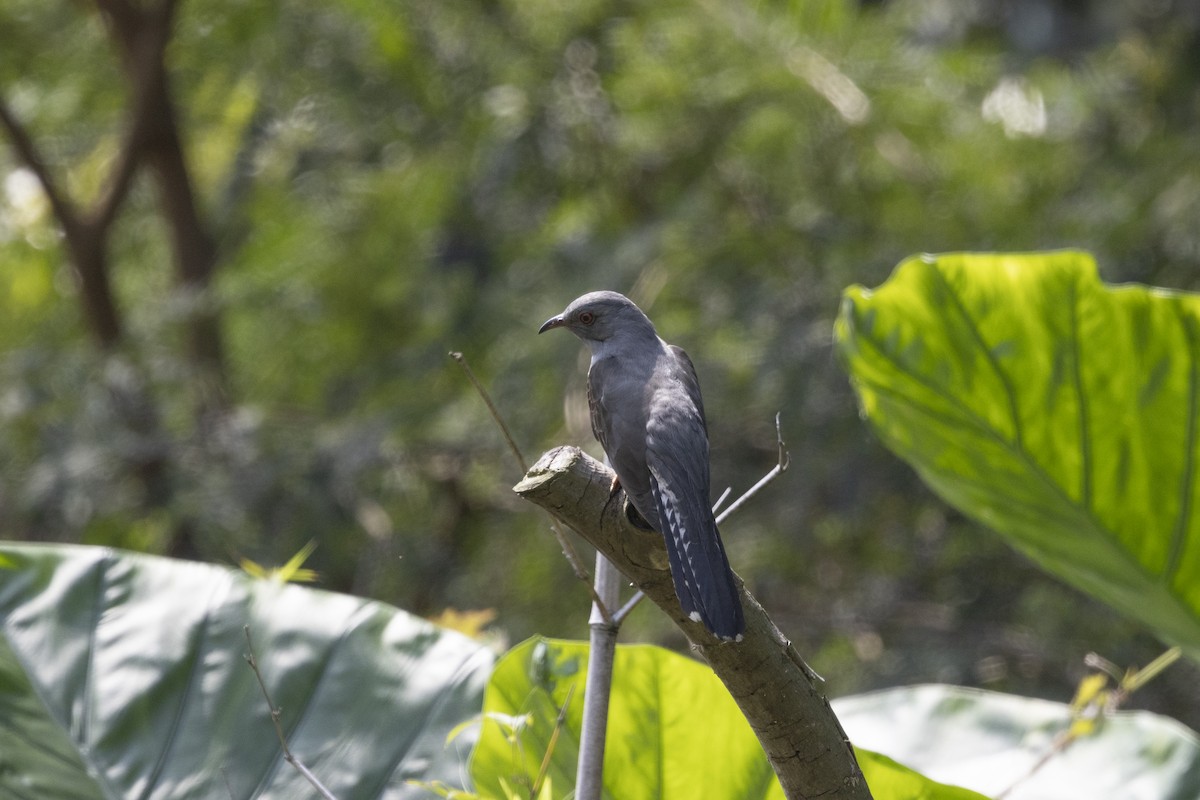 Plaintive Cuckoo - Cacomantis merulinus - Media Search - Macaulay ...