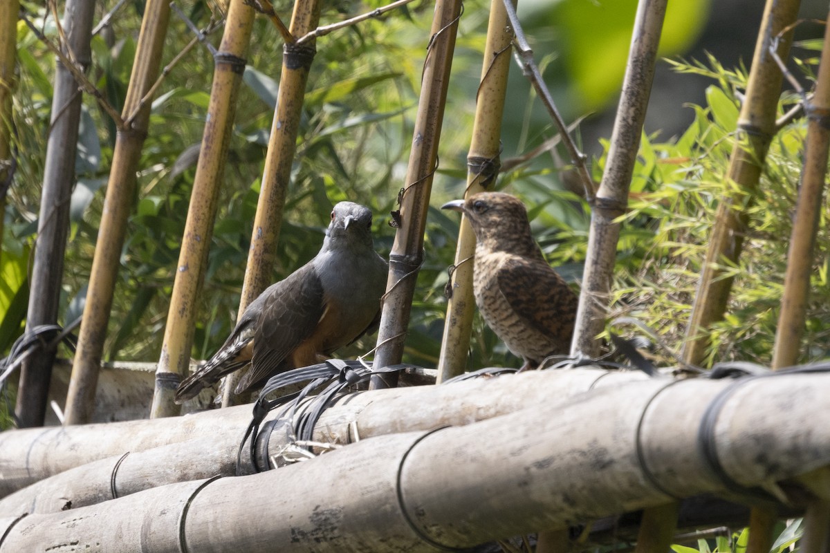 Plaintive Cuckoo - Cacomantis merulinus - Media Search - Macaulay ...