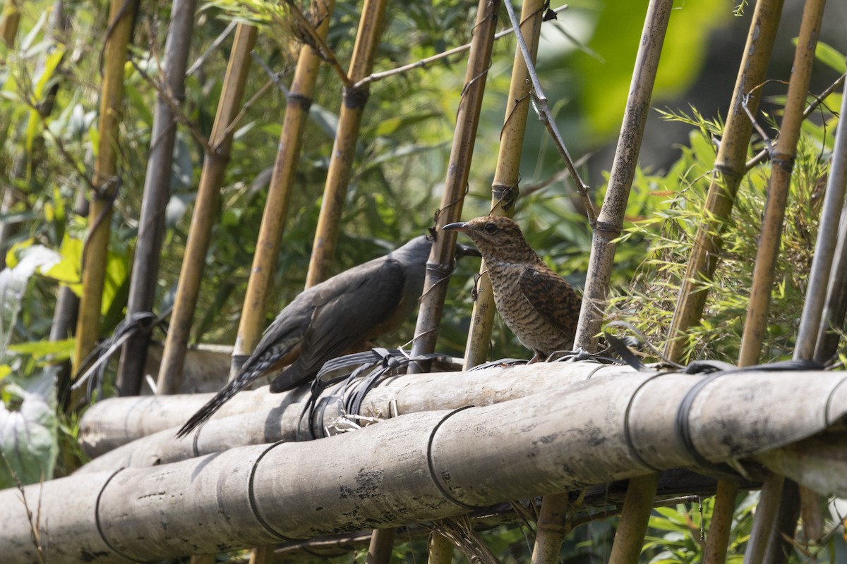 Plaintive Cuckoo - Cacomantis merulinus - Media Search - Macaulay ...