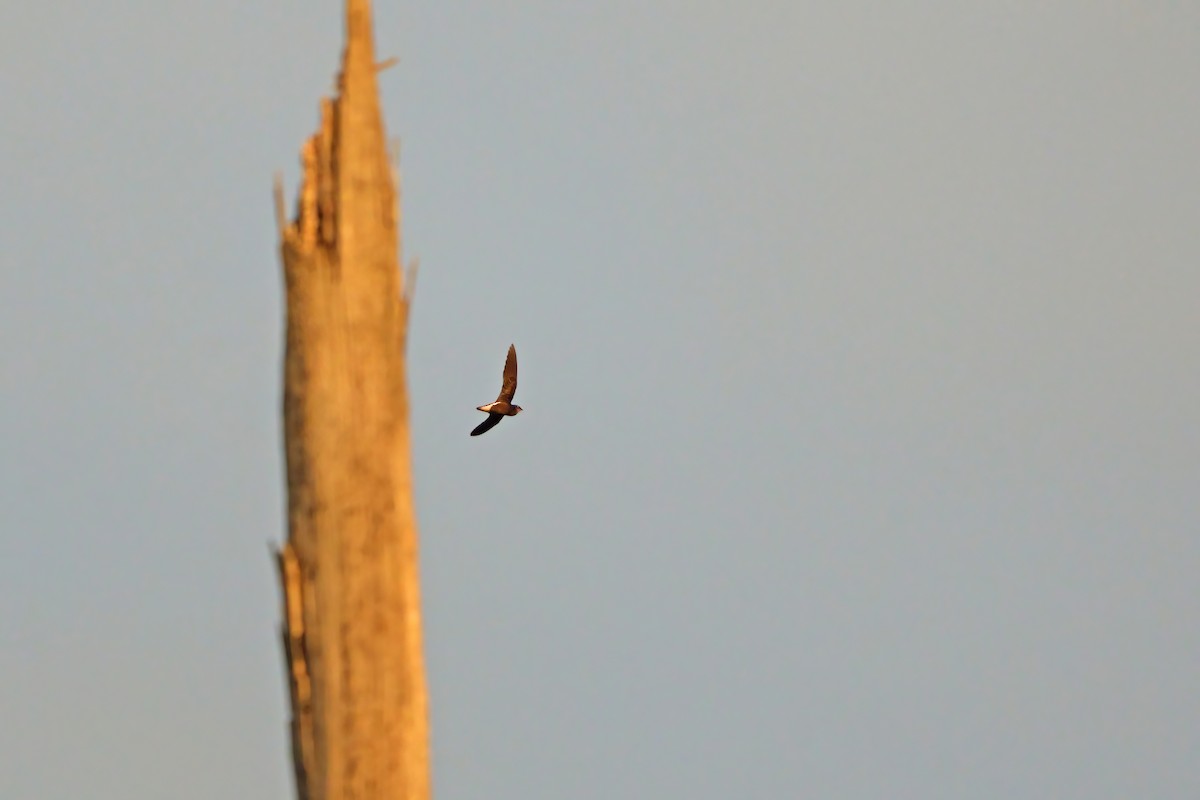 Silver-backed Needletail - ML659434444