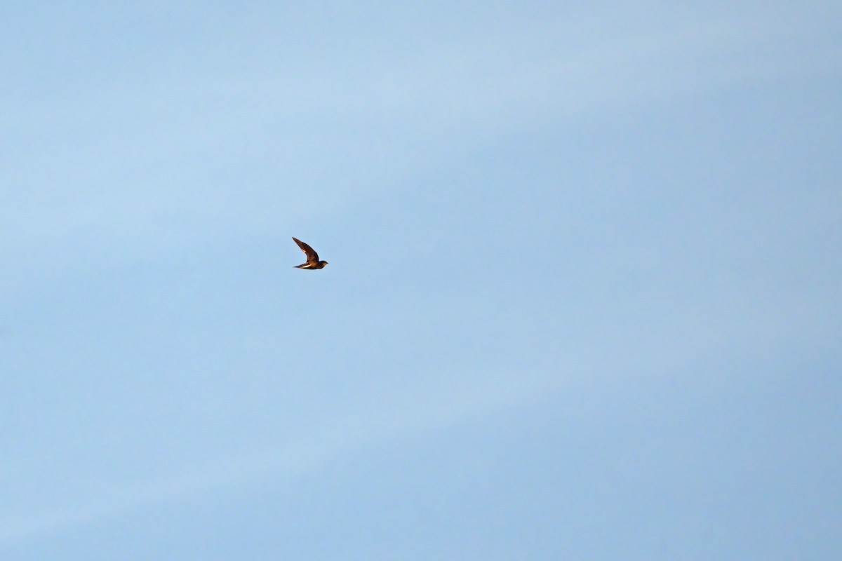 Silver-backed Needletail - ML659434445